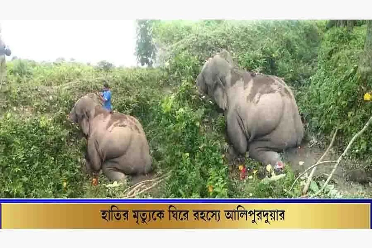 প্রবল বৃষ্টিতে পা পিছলে ড্রেনে পড়ে মৃত্যু হলো দাঁতাল হাতির