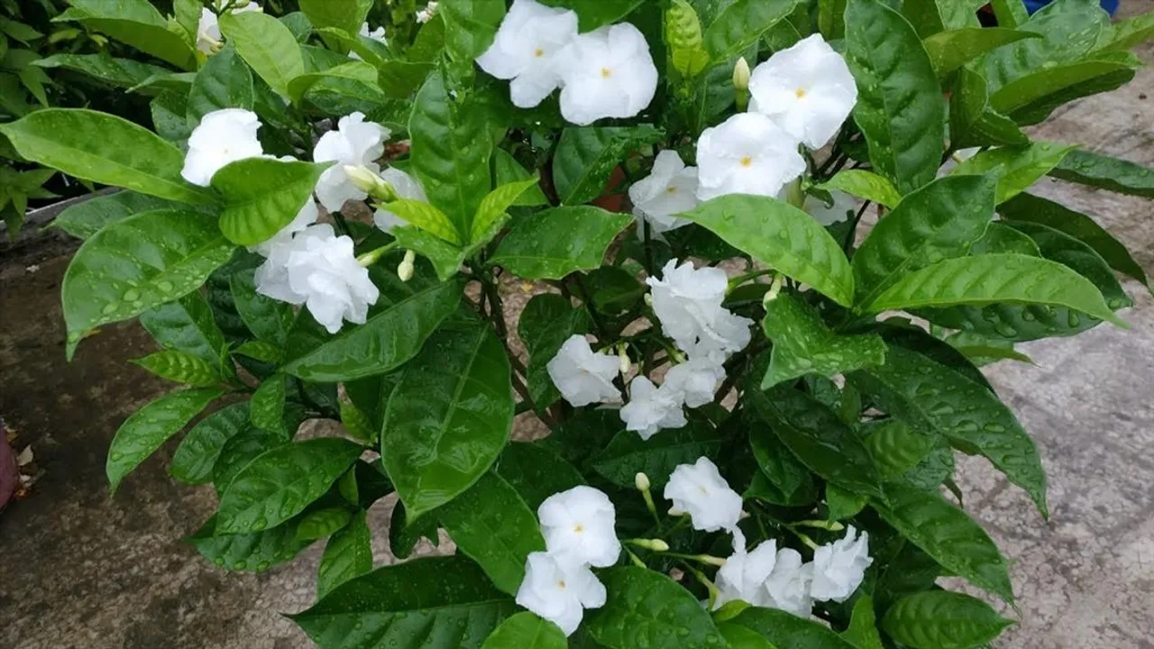 বাড়িতে কিভাবে চাষ করবেন টগর ফুল