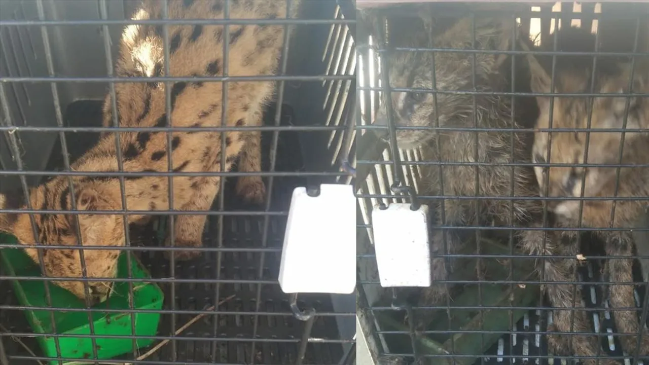 চামফাইয়ে উদ্ধার ১৪০টি বিদেশী প্রাণী ও পাখি