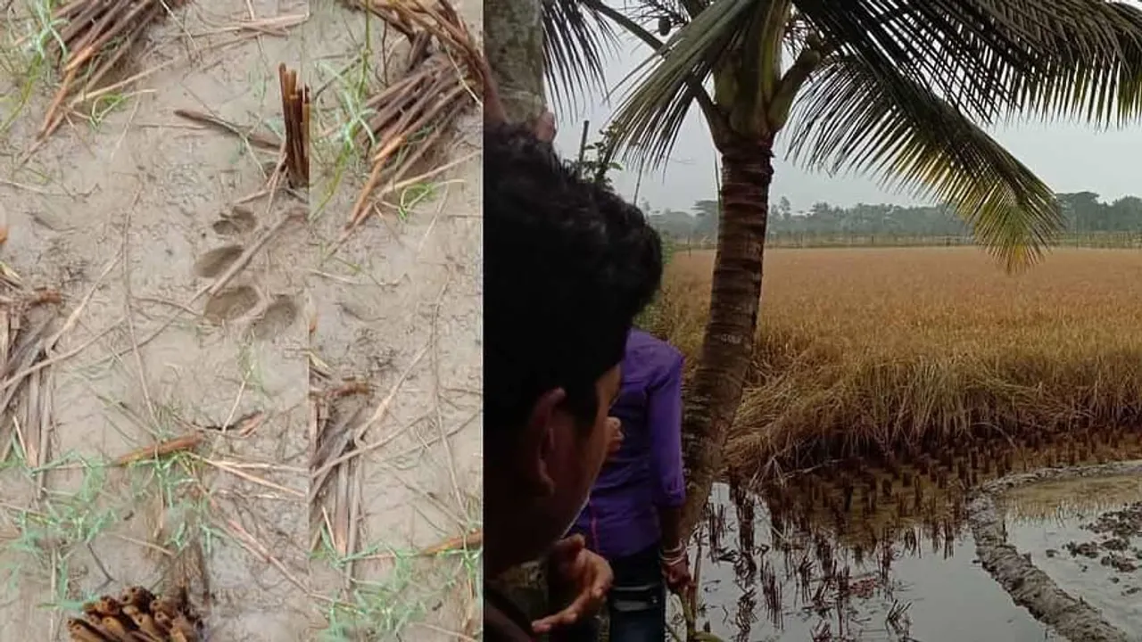 ফের বাঘের আতঙ্ক কুলতলিতে