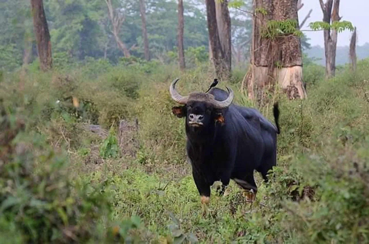 বাইসনের হামলায় মৃত্যু এক মহিলার