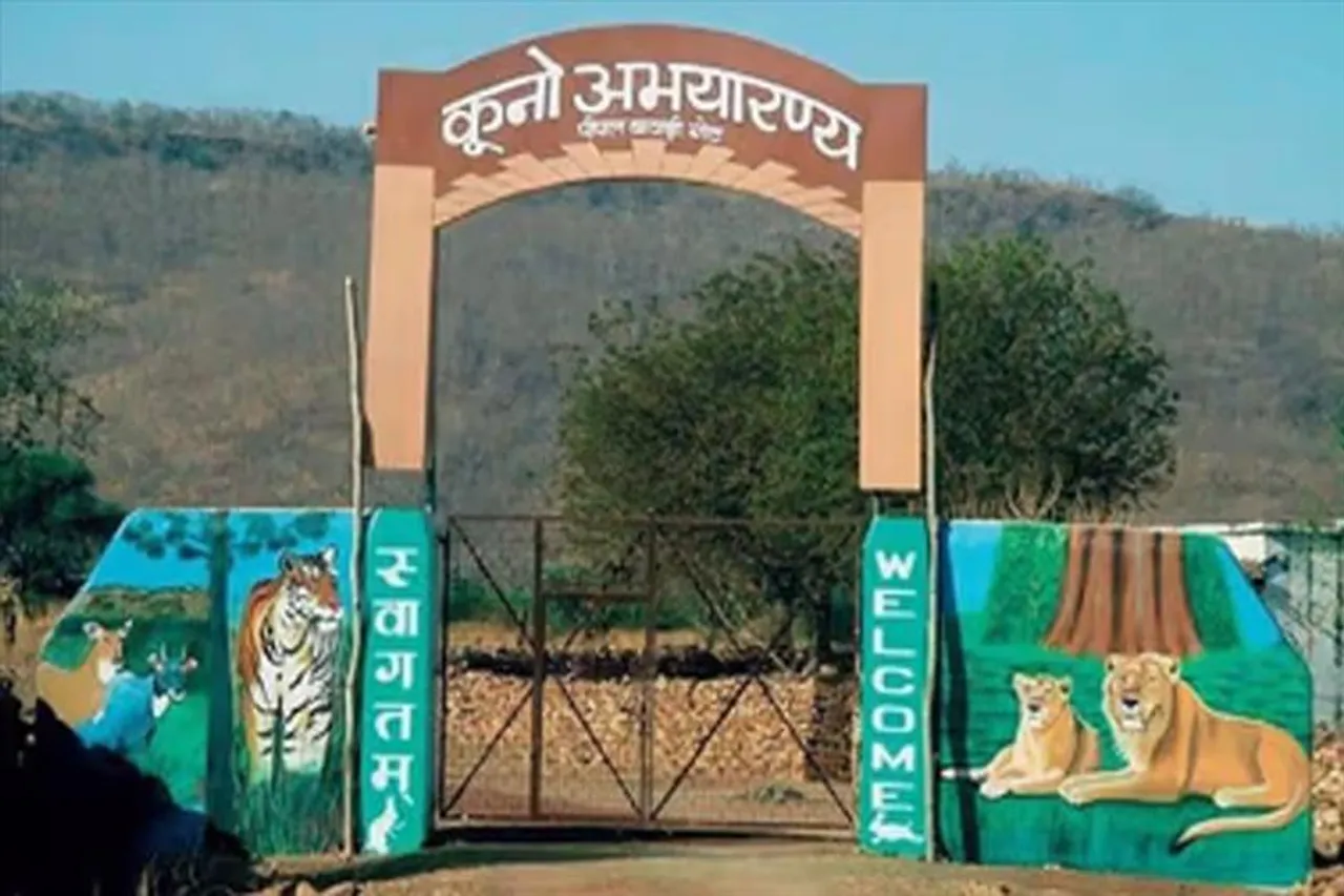 চিতাদের স্বাগত জানাতে কুনো পার্ক এলাকায় হেলিপ্যাড নির্মাণ