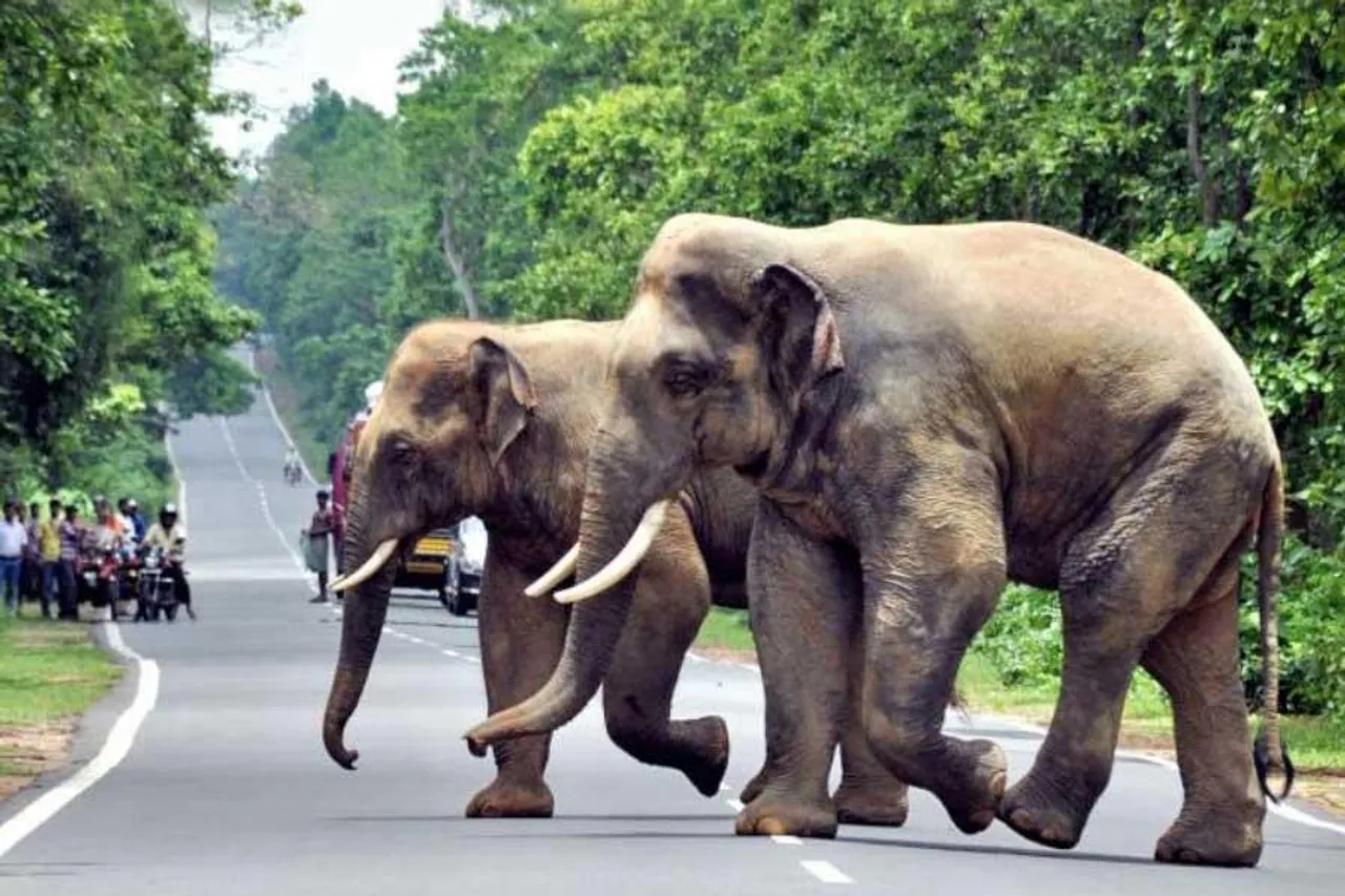 ঝাড়গ্রামে হাতির হামলায় মৃত্যু, এলাকা জুড়ে আতঙ্ক
