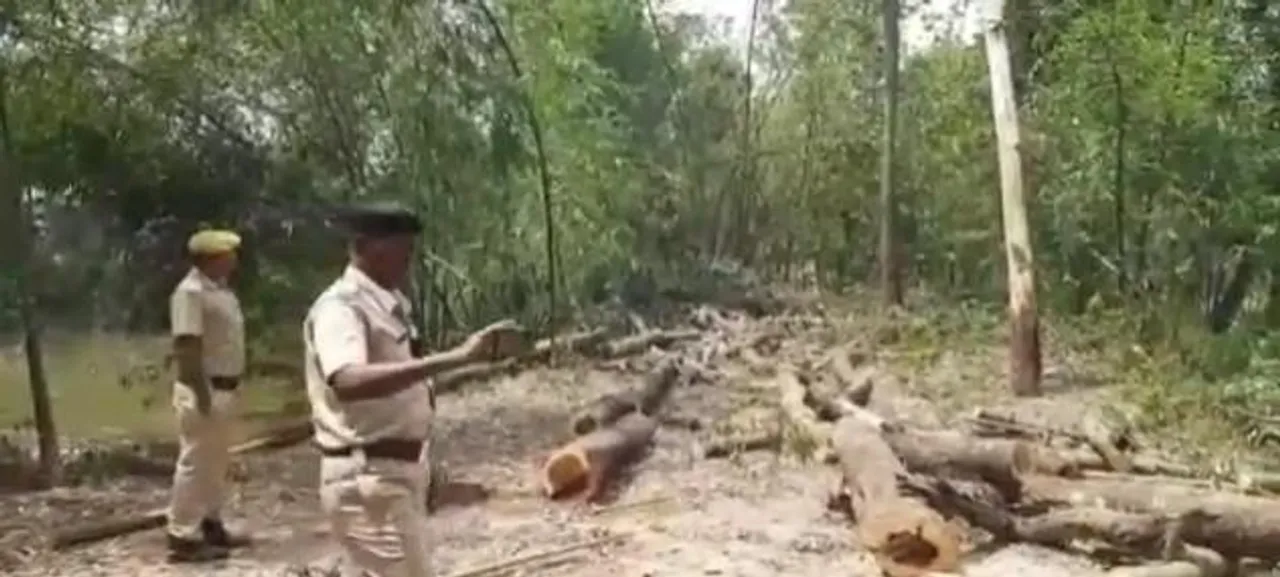 বেআইনিভাবে গাছ কাটার অপরাধে চন্দ্রকোনায় গ্রেফতার ২, বাজেয়াপ্ত গাছ কাটার সরঞ্জাম ও দুটি মোটর বাইক