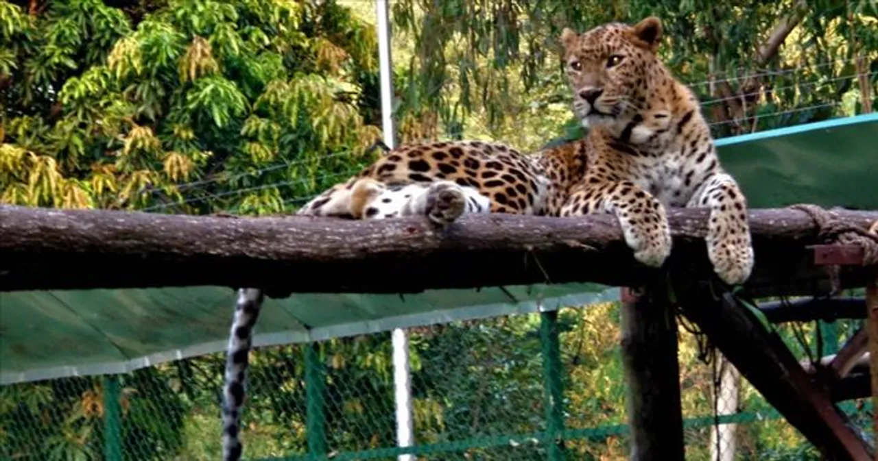 ১৭ ঘণ্টা পরে খোঁজ মিলল ঝাড়গ্রামের চিতাবাঘের