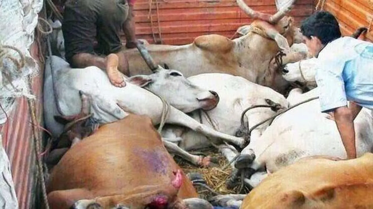 গরু পাচারকাণ্ডে  বিস্ফোরক দাবি সিআইডি-র