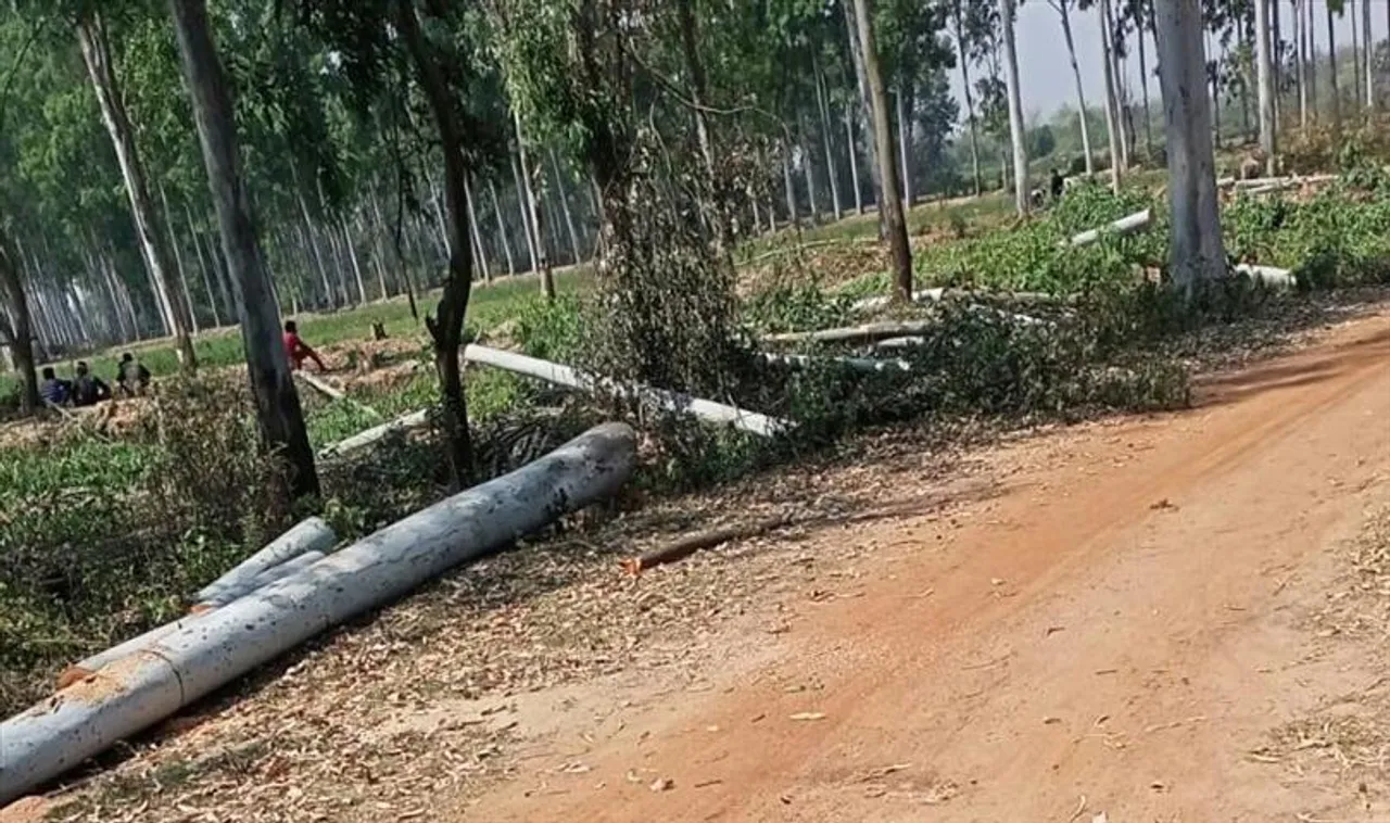 বন দফতরের অনুমতি ছাড়াই নির্বিচারে বৃক্ষছেদন গড়বেতায়