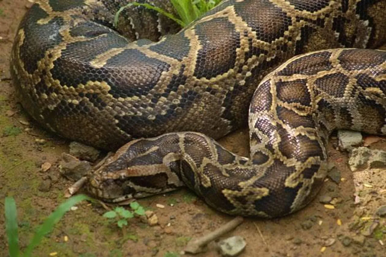 পূর্ণ বয়স্ক অজগর উদ্ধার