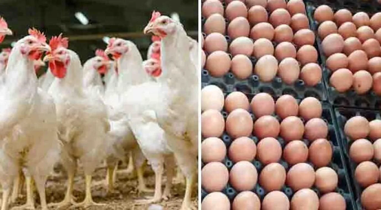 কলকাতায় ফের দাম বাড়ল মুরগির মাংস ও ডিমের