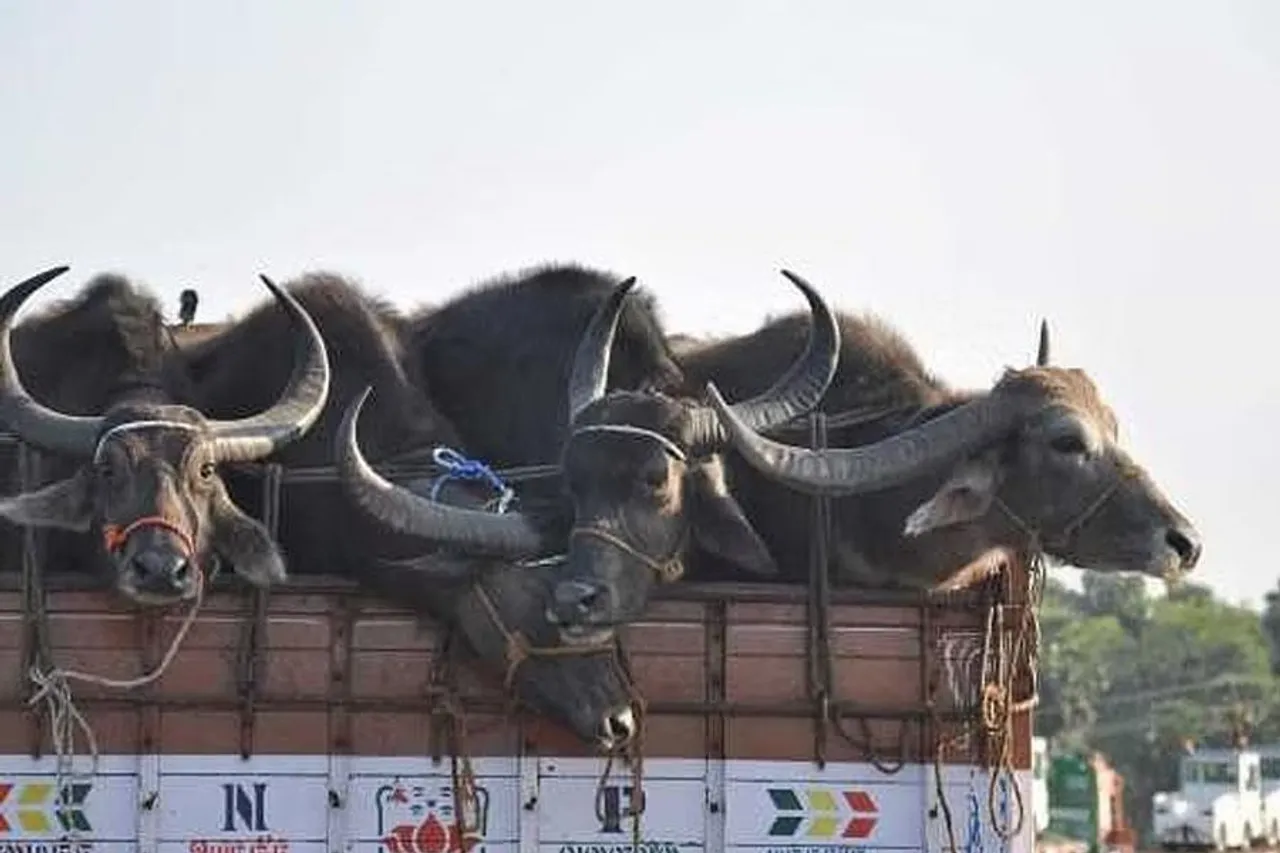 পাচার হওয়ার আগেই একাধিক মোষ উদ্ধার করল পুলিশ
