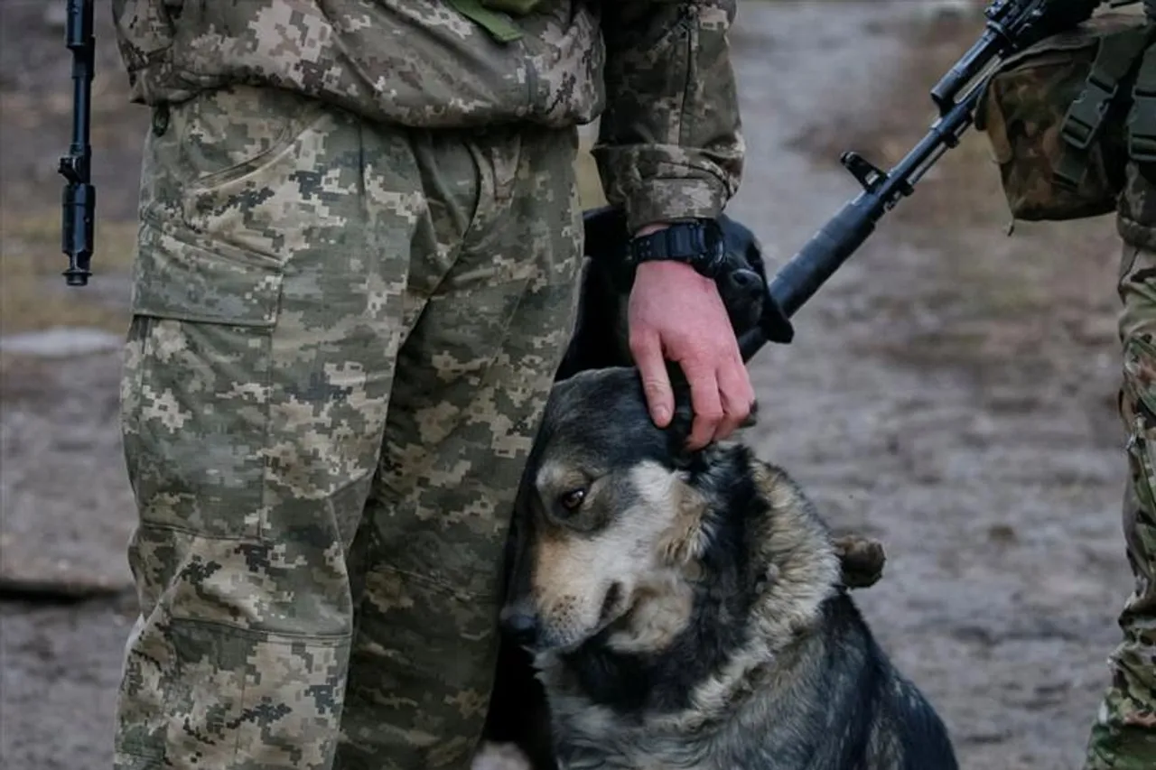 যুদ্ধের মাঝেই উদ্ধার একাকি কুকুরছানা, দেখুন হৃদয় বিদারিত দৃশ্য