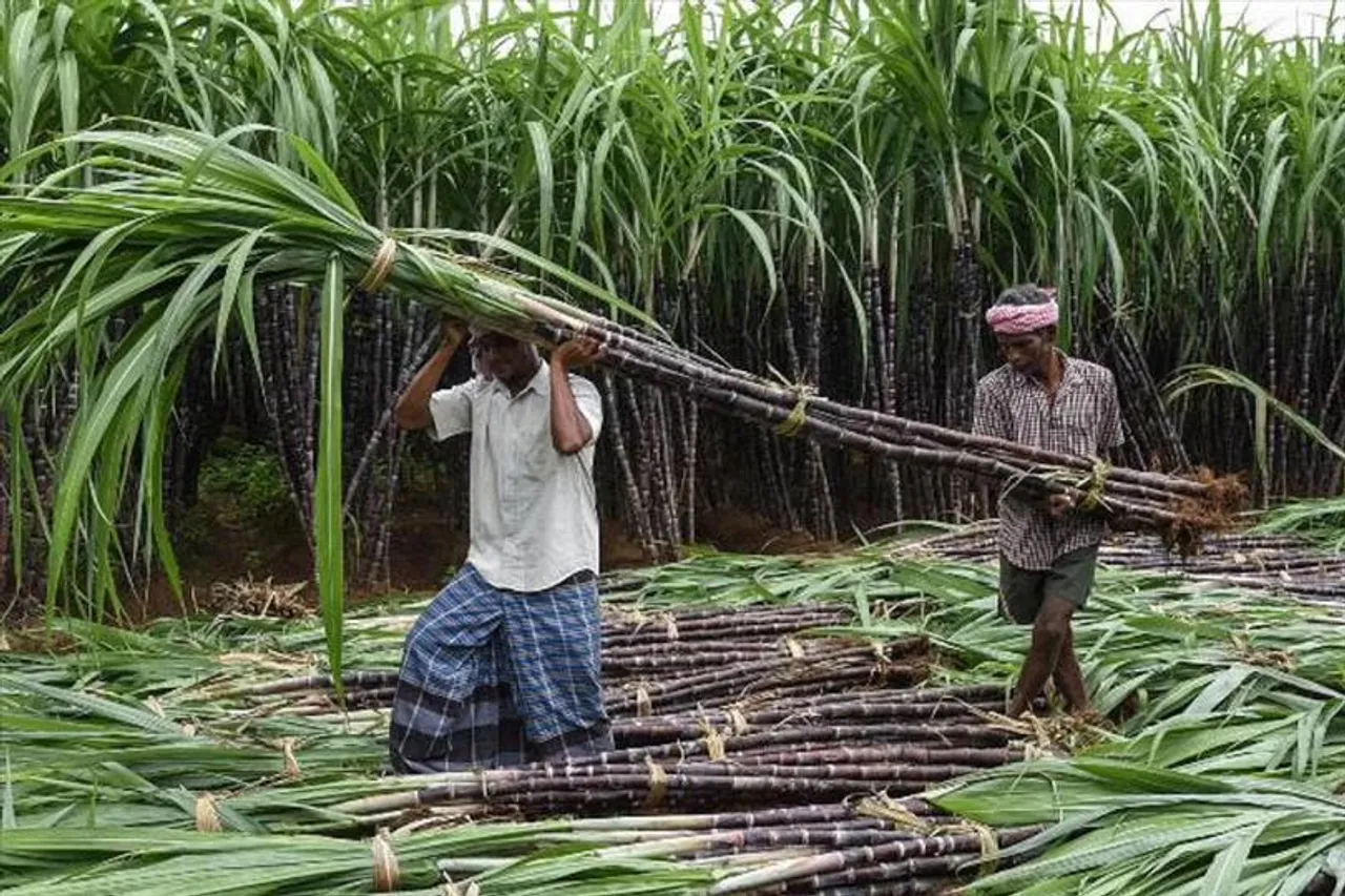 আখ চাষীদের জন্য বড় ঘোষণা মুখ্যমন্ত্রীর