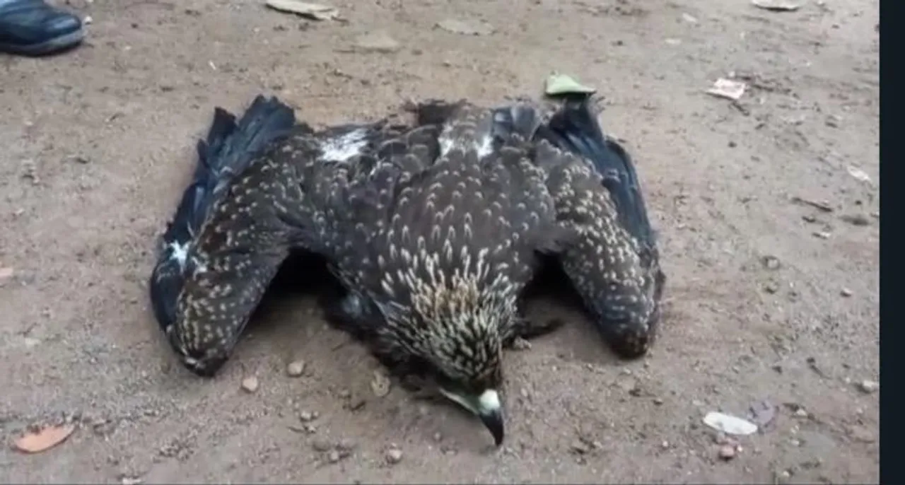 বটগাছে আটকে পড়া বাজপাখিকে উদ্ধার করলো বিদ্যুৎ দফতরের কর্মী