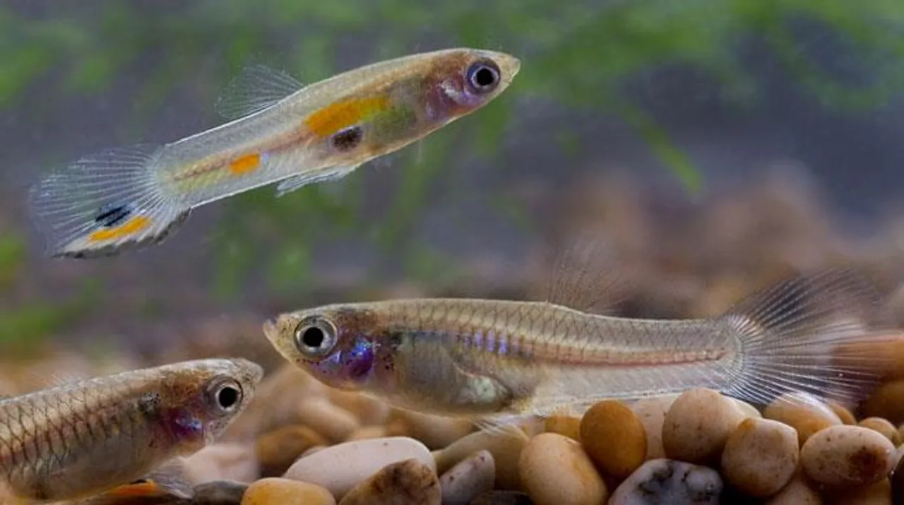 ডেঙ্গু প্রতিরোধে পৌরসভার দাওয়াই  গাপ্পি