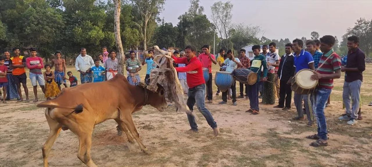 গরু খুঁটানে মেতে উঠলেন পশ্চিম মেদিনীপুরের জঙ্গলমহলবাসী