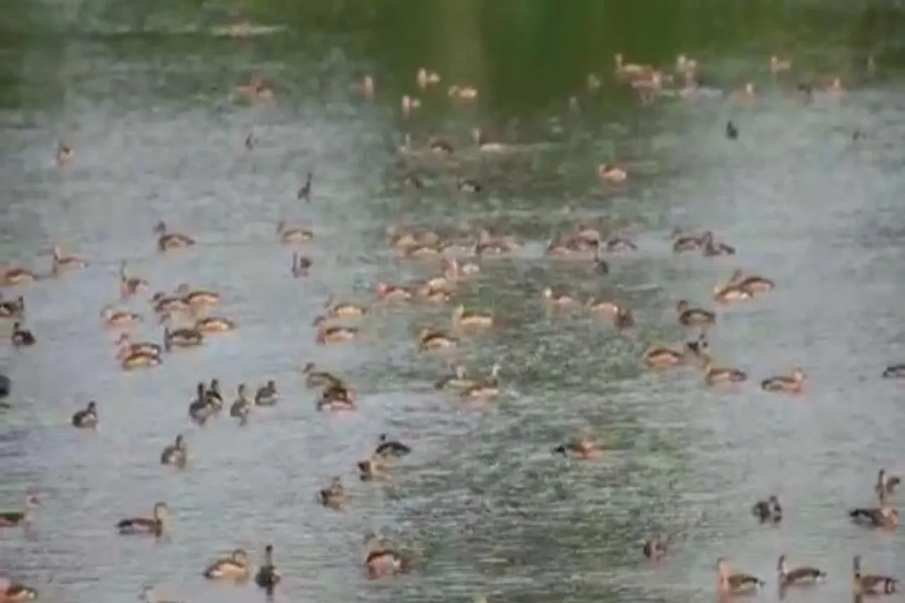 হরিসিংহপুর জলাশয়কে পর্যটন কেন্দ্র হিসাবে গড়ে তোলার দাবি