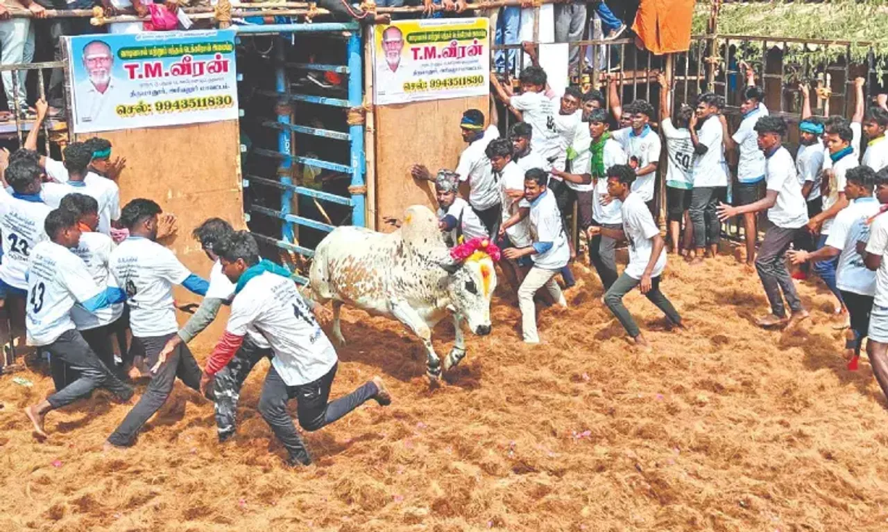 Madurai Jallikattu 2025