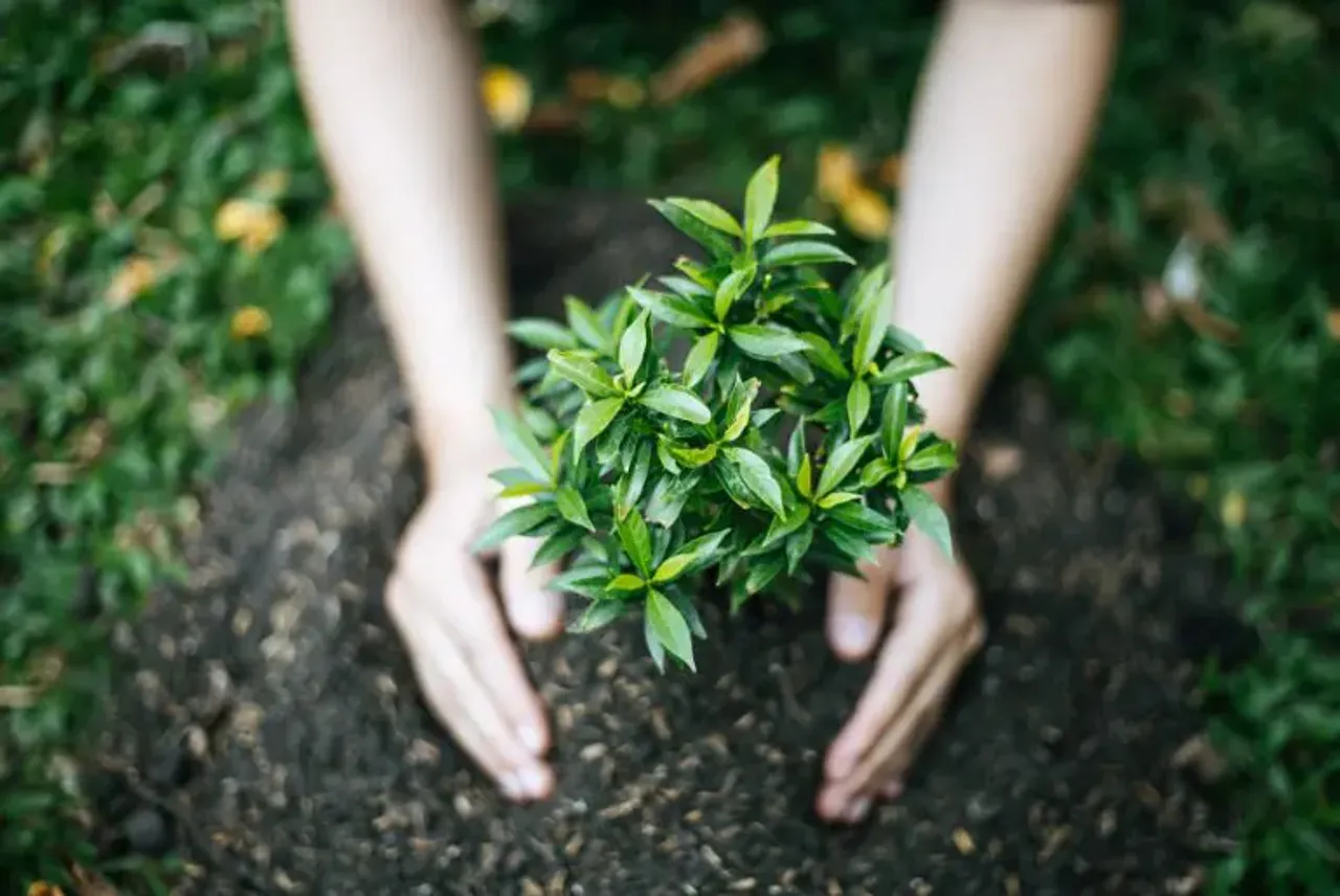tree-plantation-campaign-2