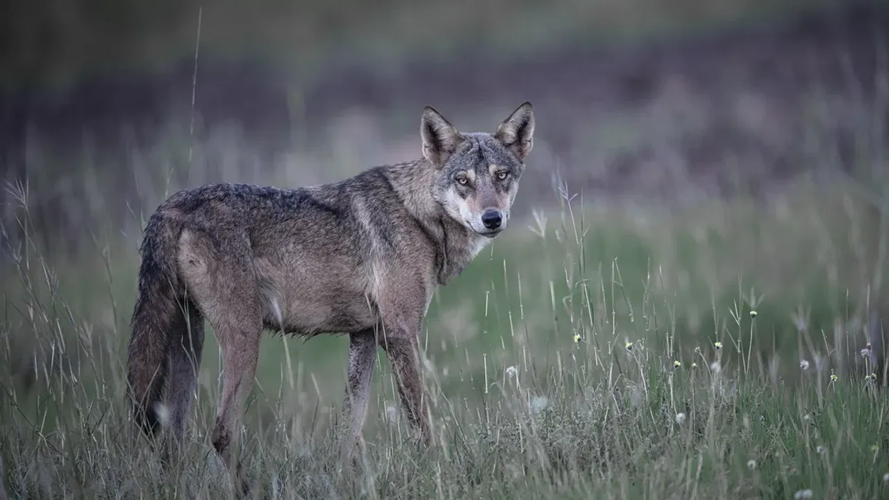 Wolf