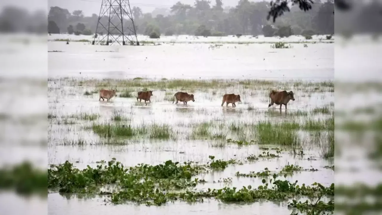 Kaziranga Flood Update: 97 Rescued, 130 Animals Lost
