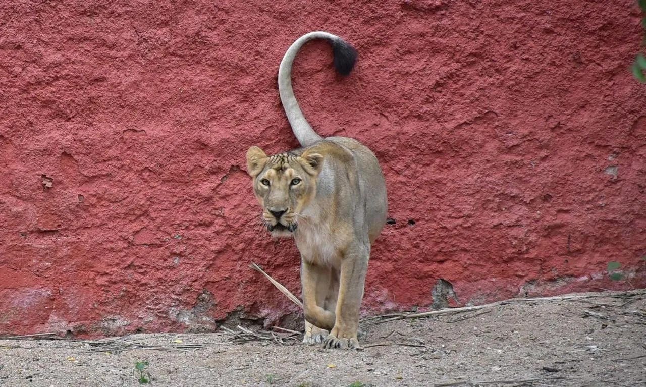 hyderabad zoo