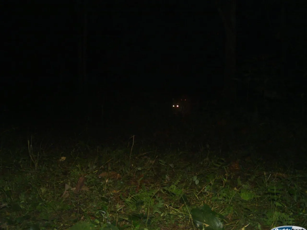 Royal bengal tiger at Buxa Tiger Reserve