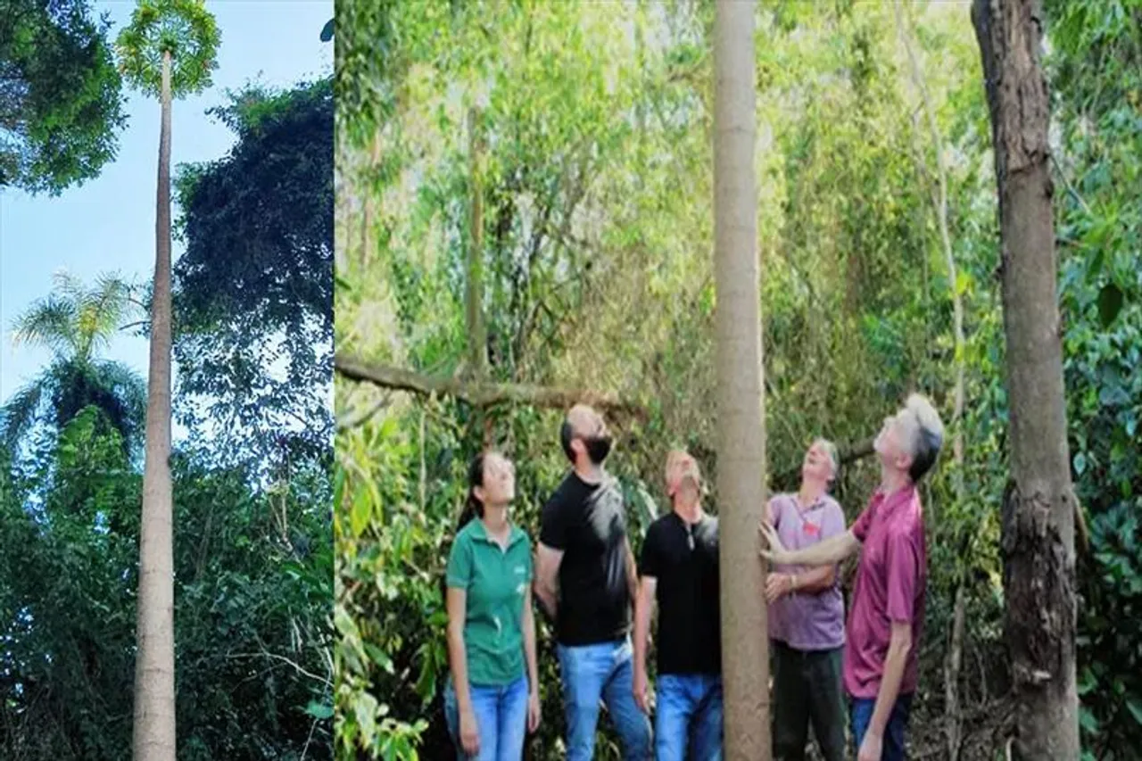 A papaya tree made Guinness World Record for it's height