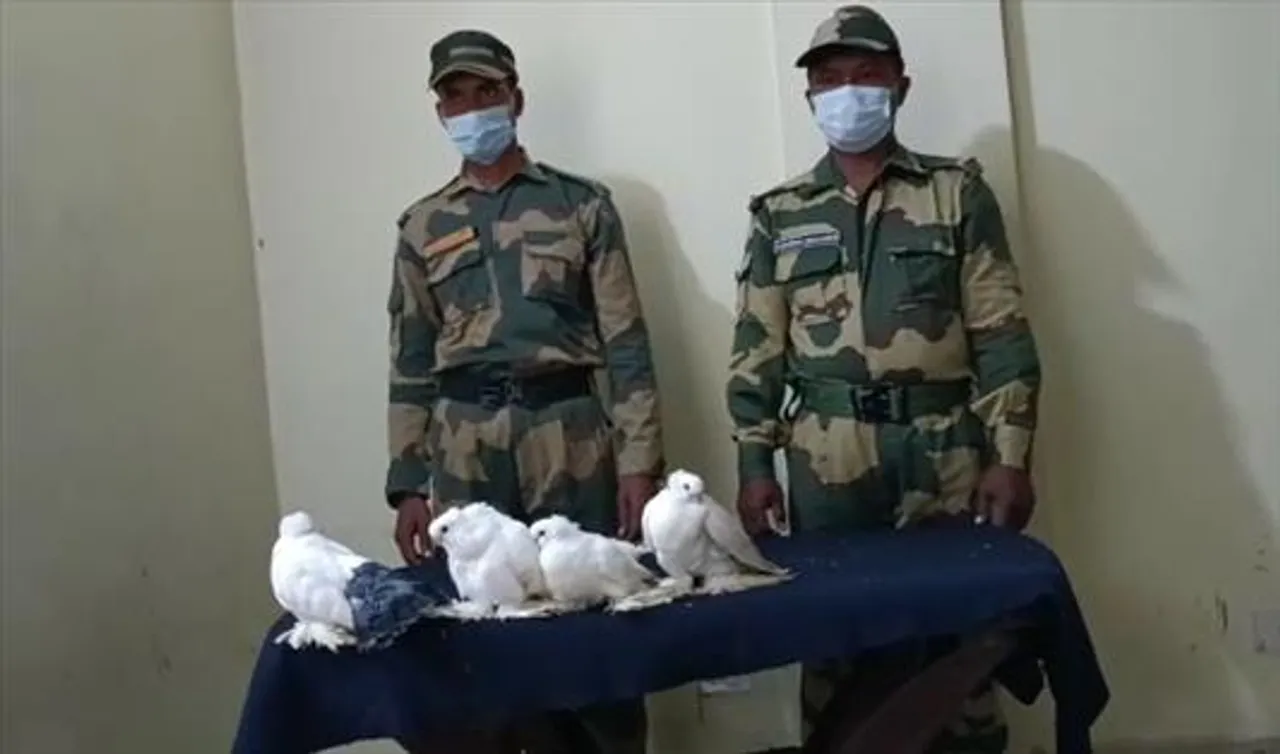 BSF rescued rare species of pigeon from smuggler