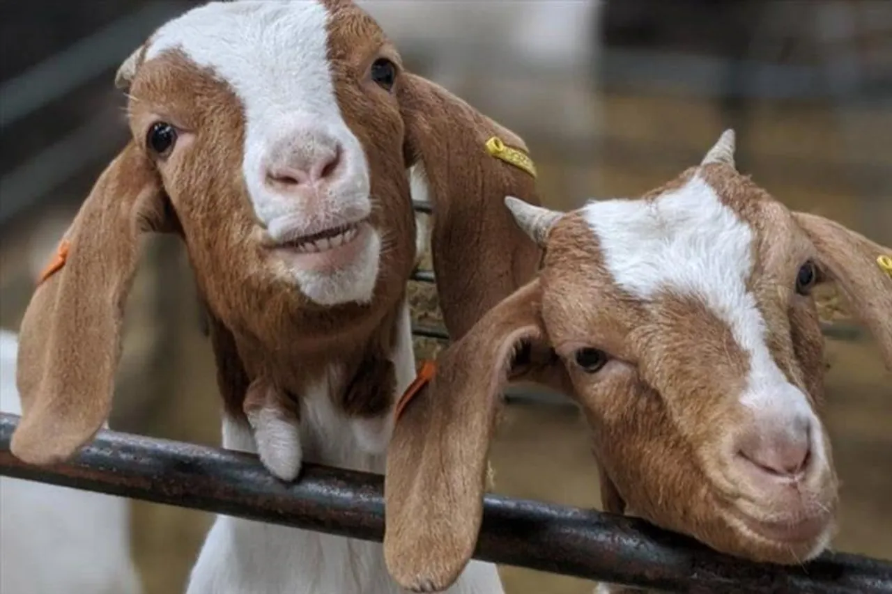 5 THEIVES STEALING GOAT FOR BAKRI-EID ARRESTED.