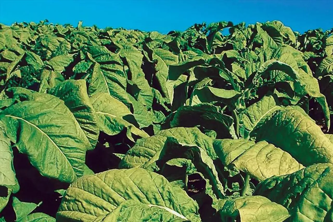 Illegal tobacco has struck a blow of 400 million dollars