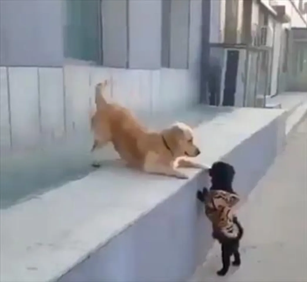 Dog's first kiss: funny video goes viral on social media