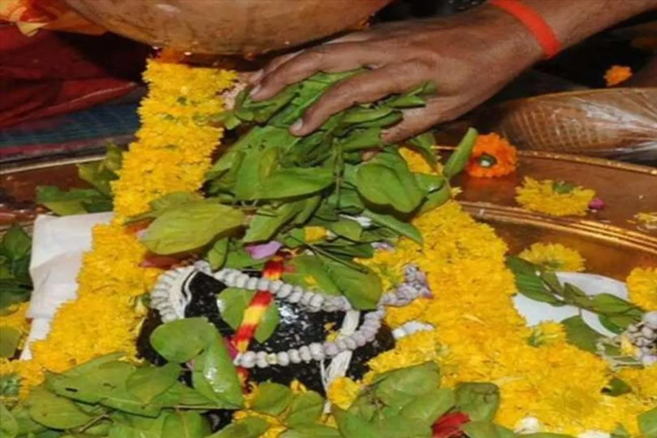 Know before Shivratri, how to tear leaves from  wood apple trees?