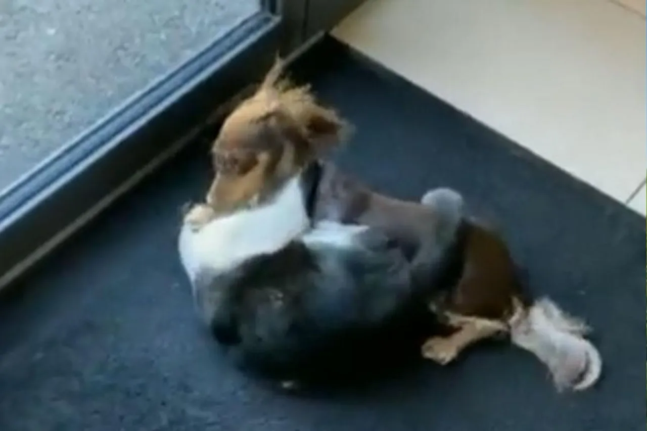 Funny incident of dog and cat, watch video