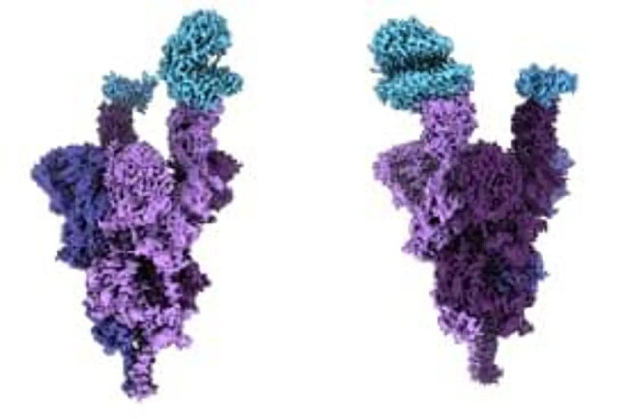 OMICRON VARIANT COMPLICATES WHAT A COVID19 ENDEMIC WOULD LOOK LIKE.