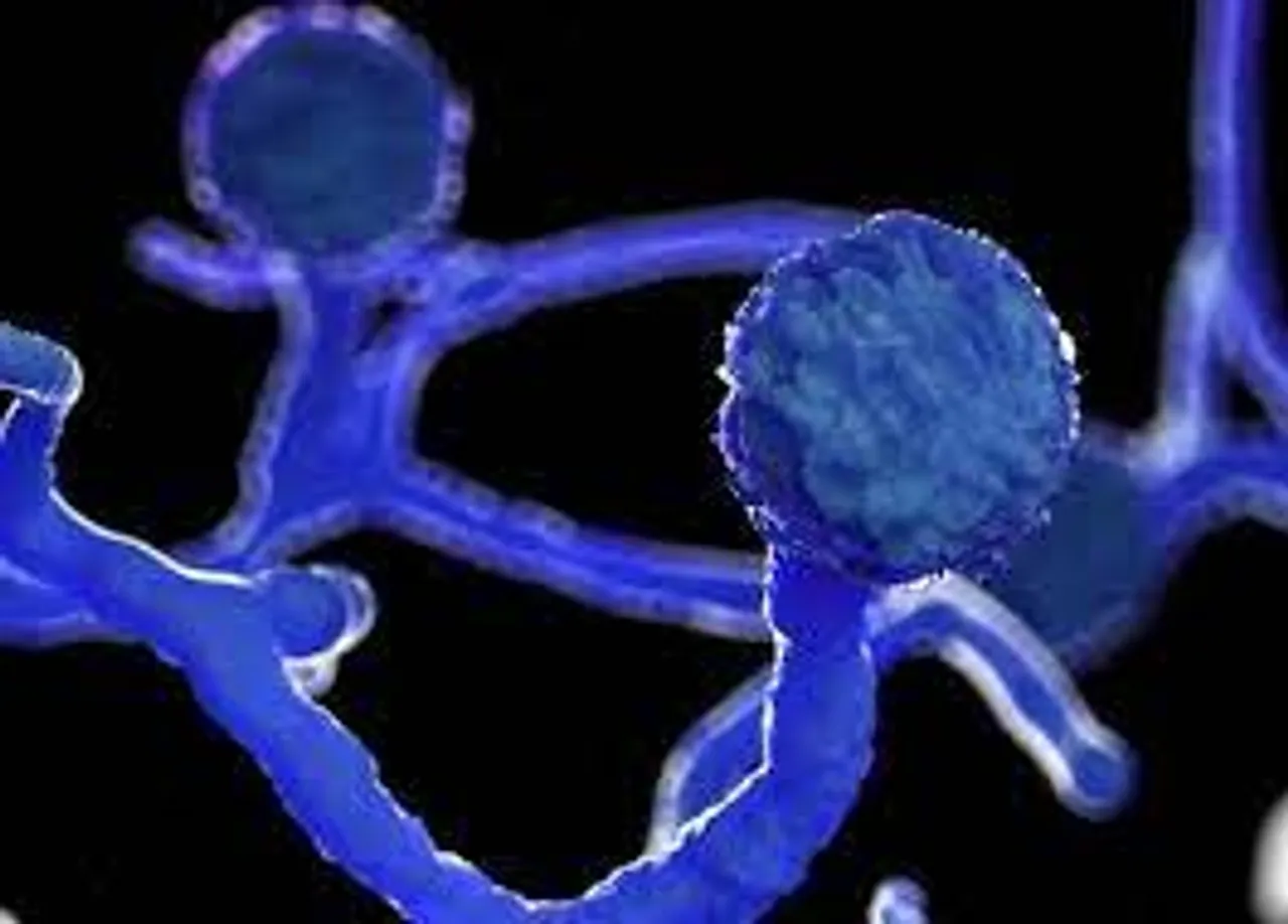 Man dies of Black fungus in Dibrugarh