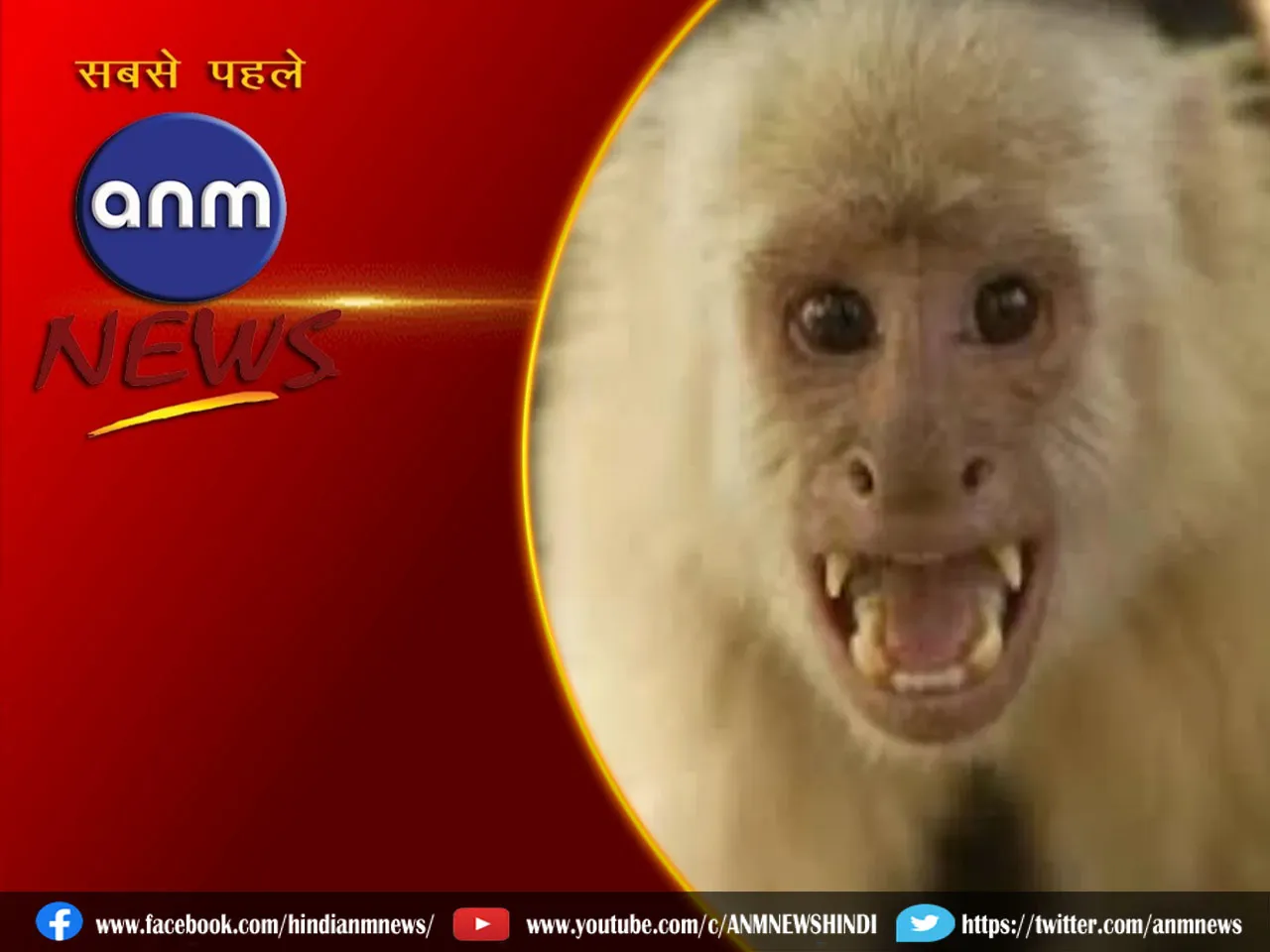 13 MONKEY