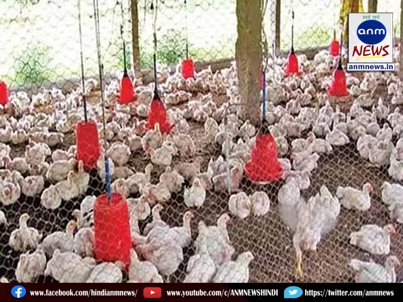 bird flu