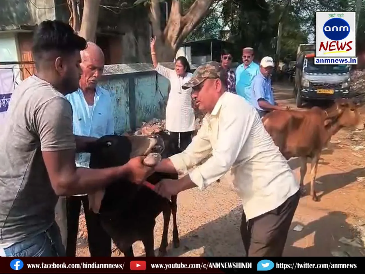 cow
