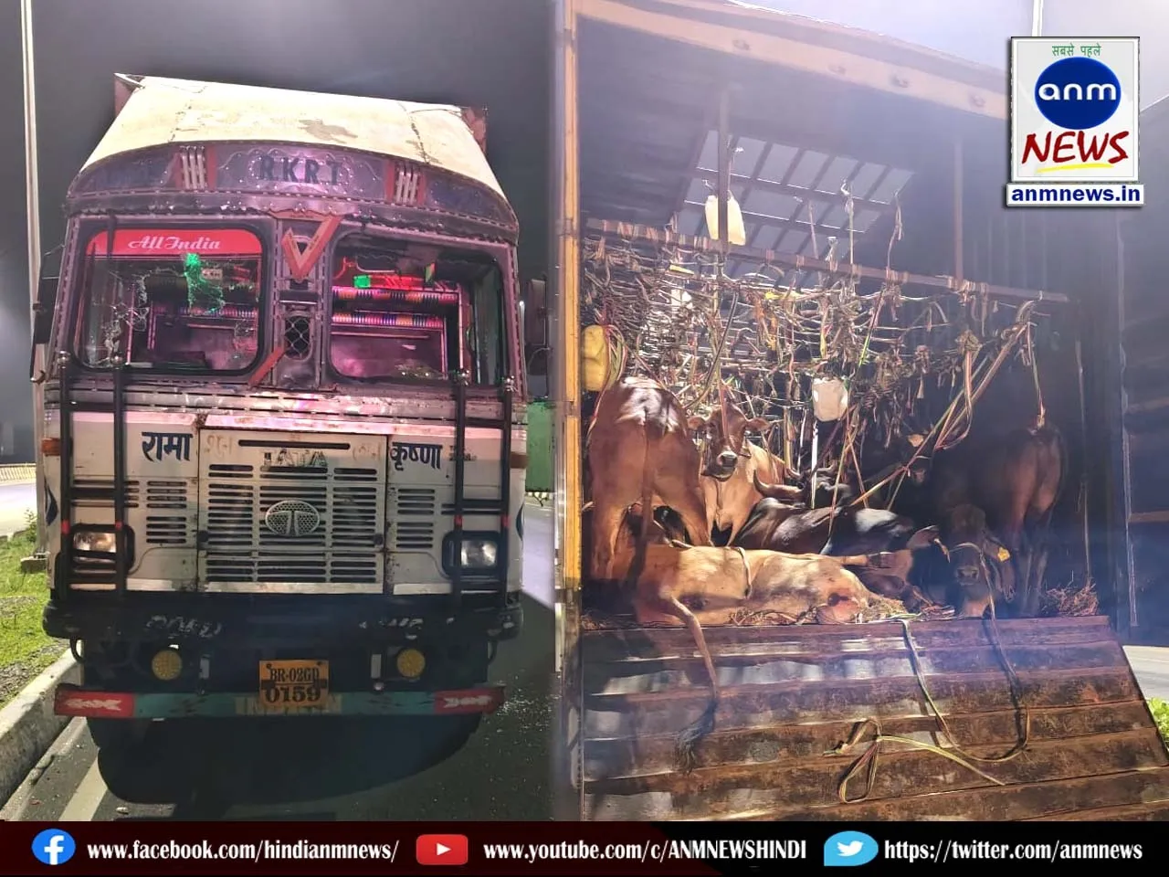 cow smuggling