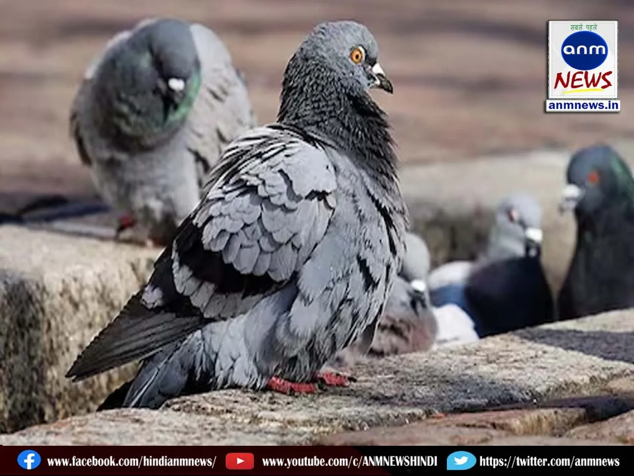 The fight over pigeons