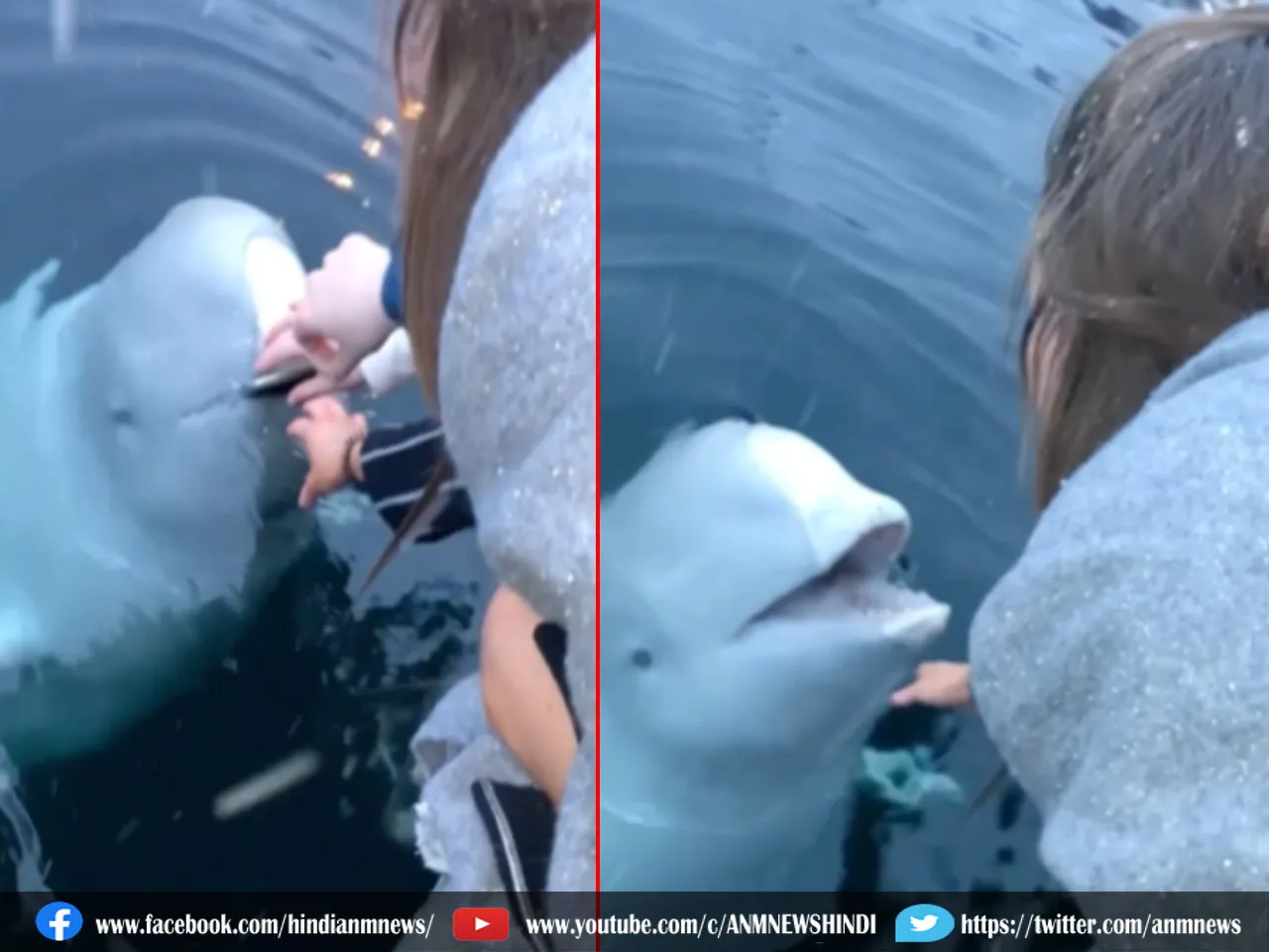 Beluga whale1312