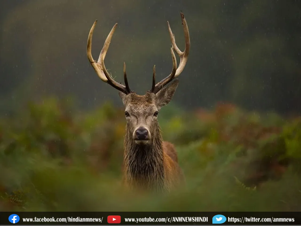 chronic wasting disease