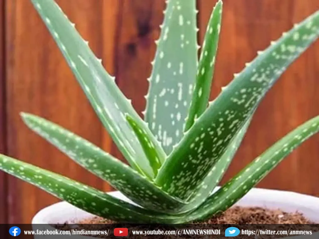 aloevera vastu