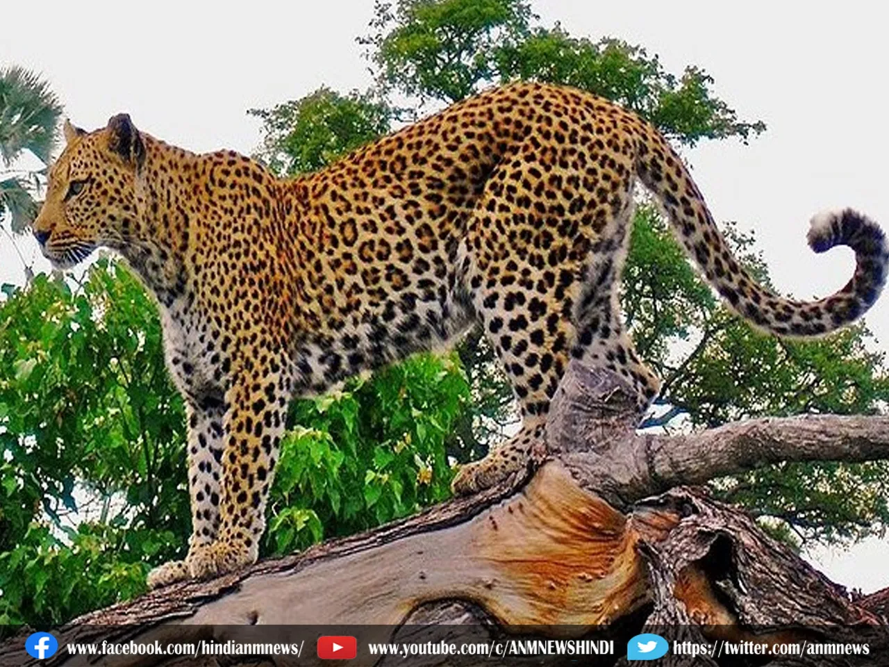 leopa;rd