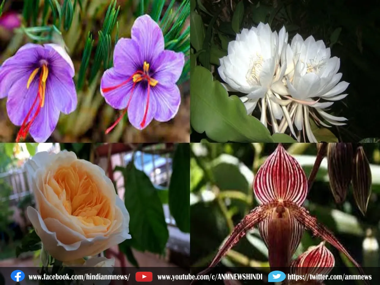 expensive flowers