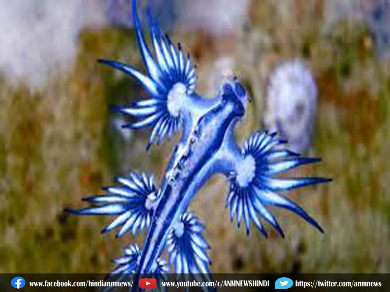 blue dragon89