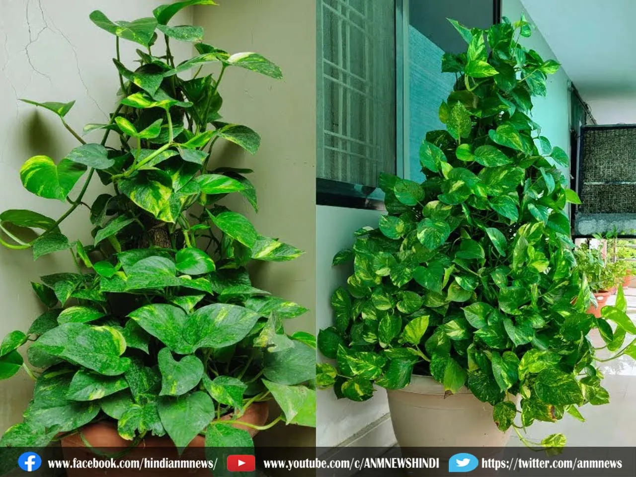 money plant