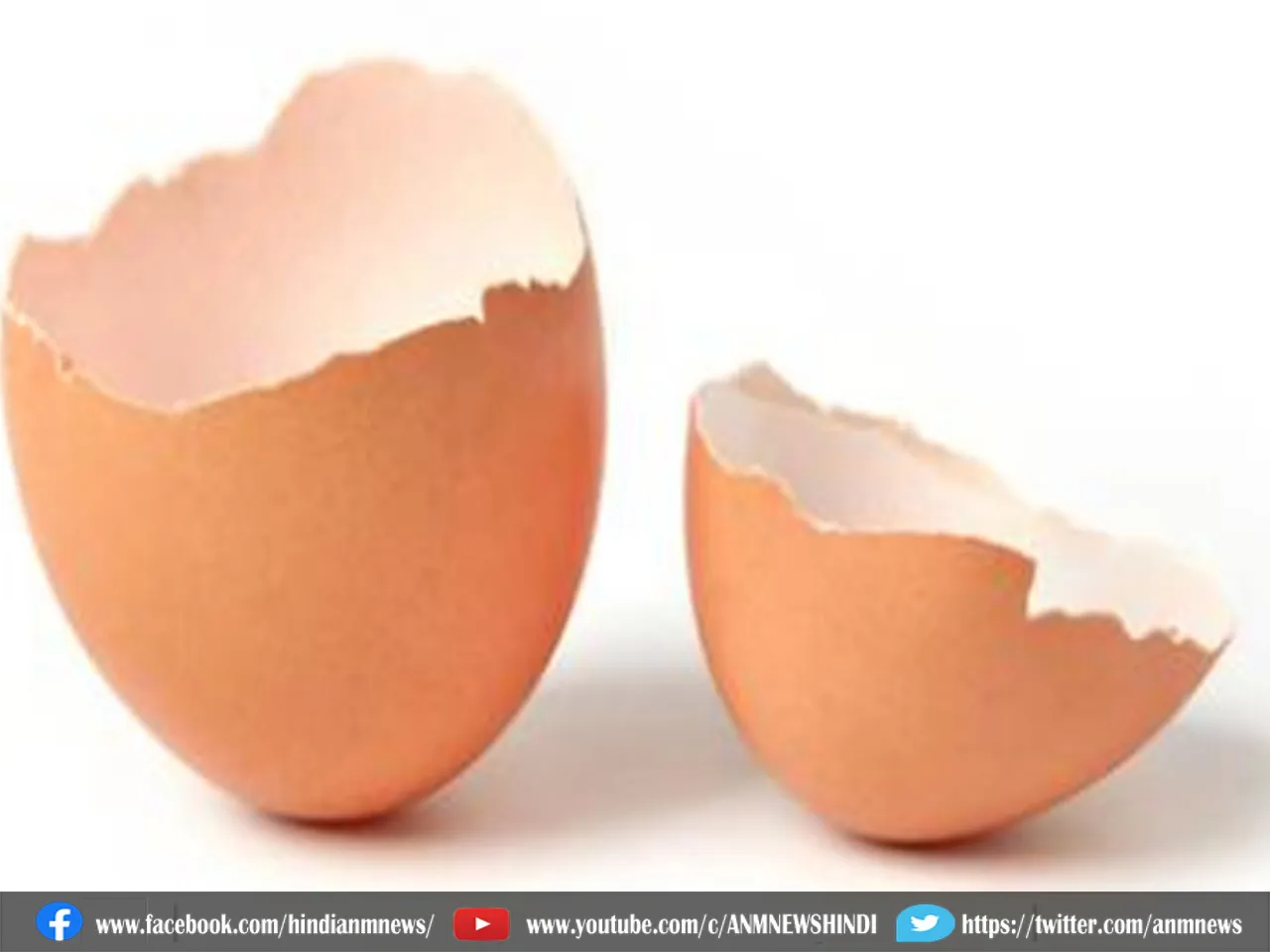 eggshell