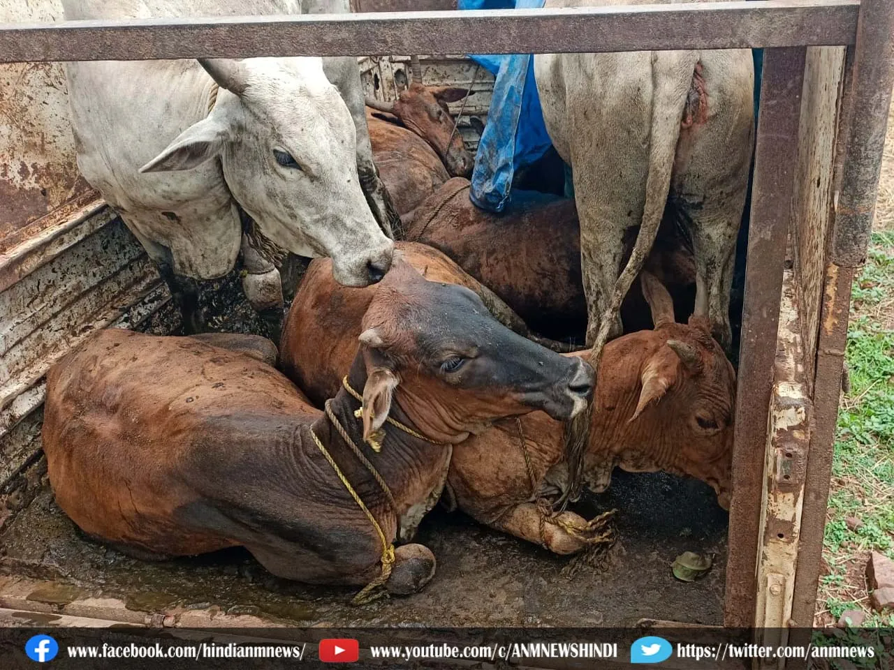 cattle jabt