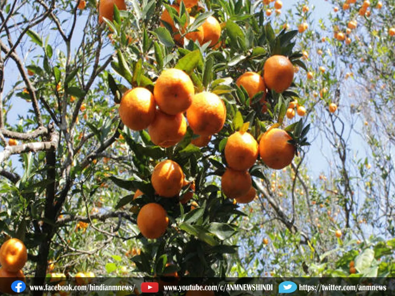 darjeeling orange